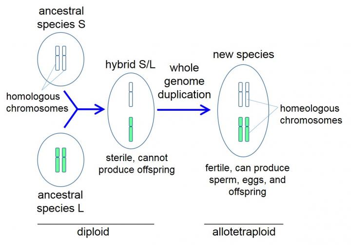 Genesis of the <i>Xenopus</i> Ancestor
