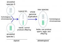 Genesis of the <i>Xenopus</i> Ancestor