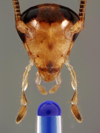 Sugar is Bittersweet for Some Roaches