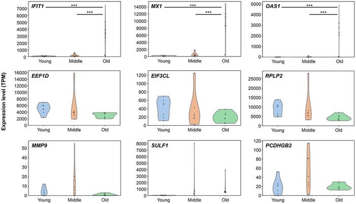 Stage-dependent transcriptomic changes in human dermal fibroblast senescence model