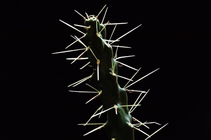 Cholla