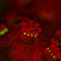 Fluorescent close-up of polyp