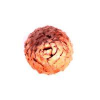 Cones of Softwoods
