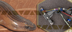 iny Limbs and Long Bodies: Coordinating Lizard Locomotion