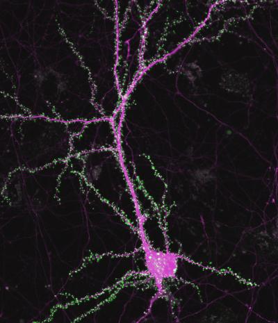 Synapse Development