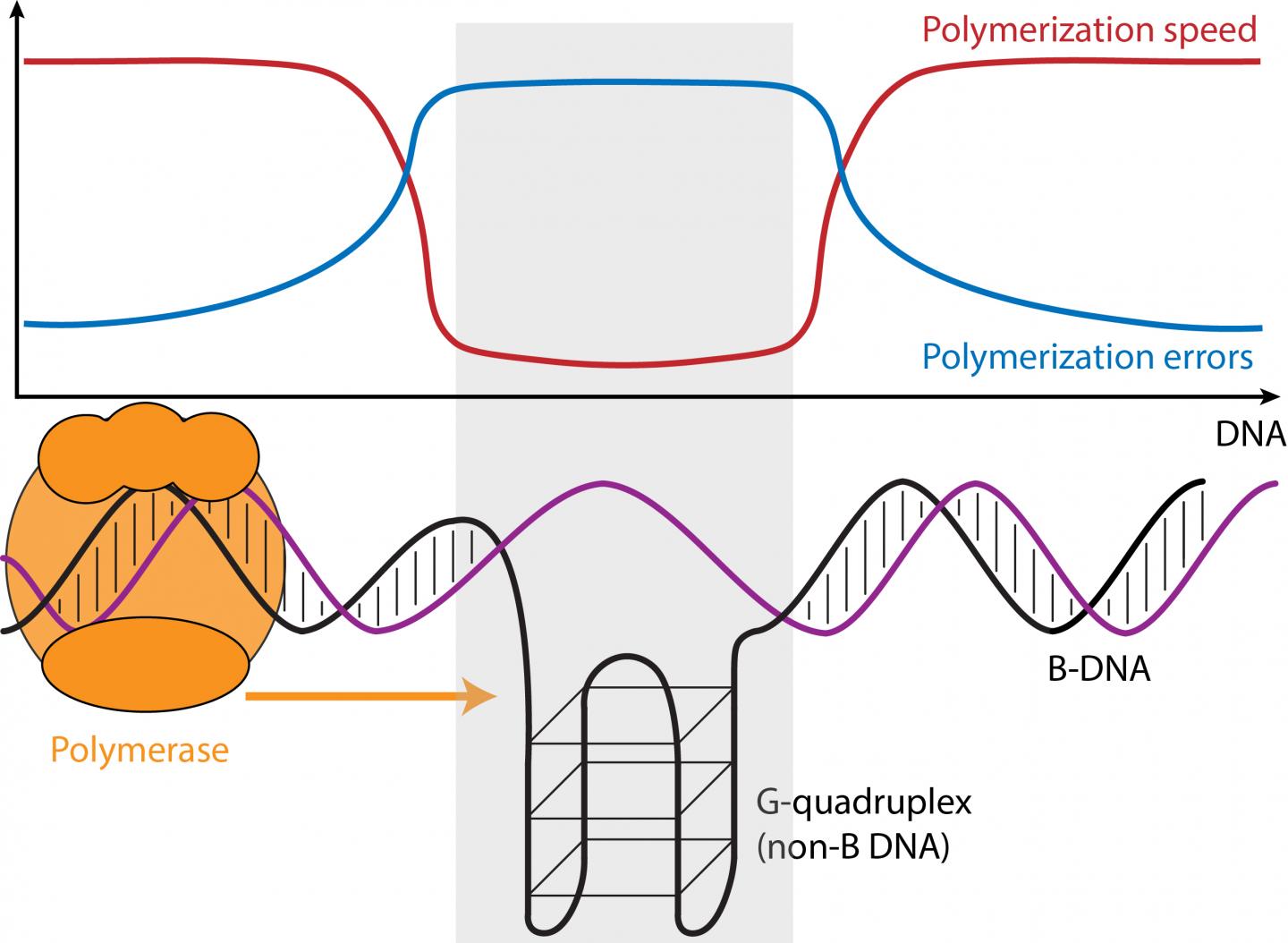 Makova non-B DNA