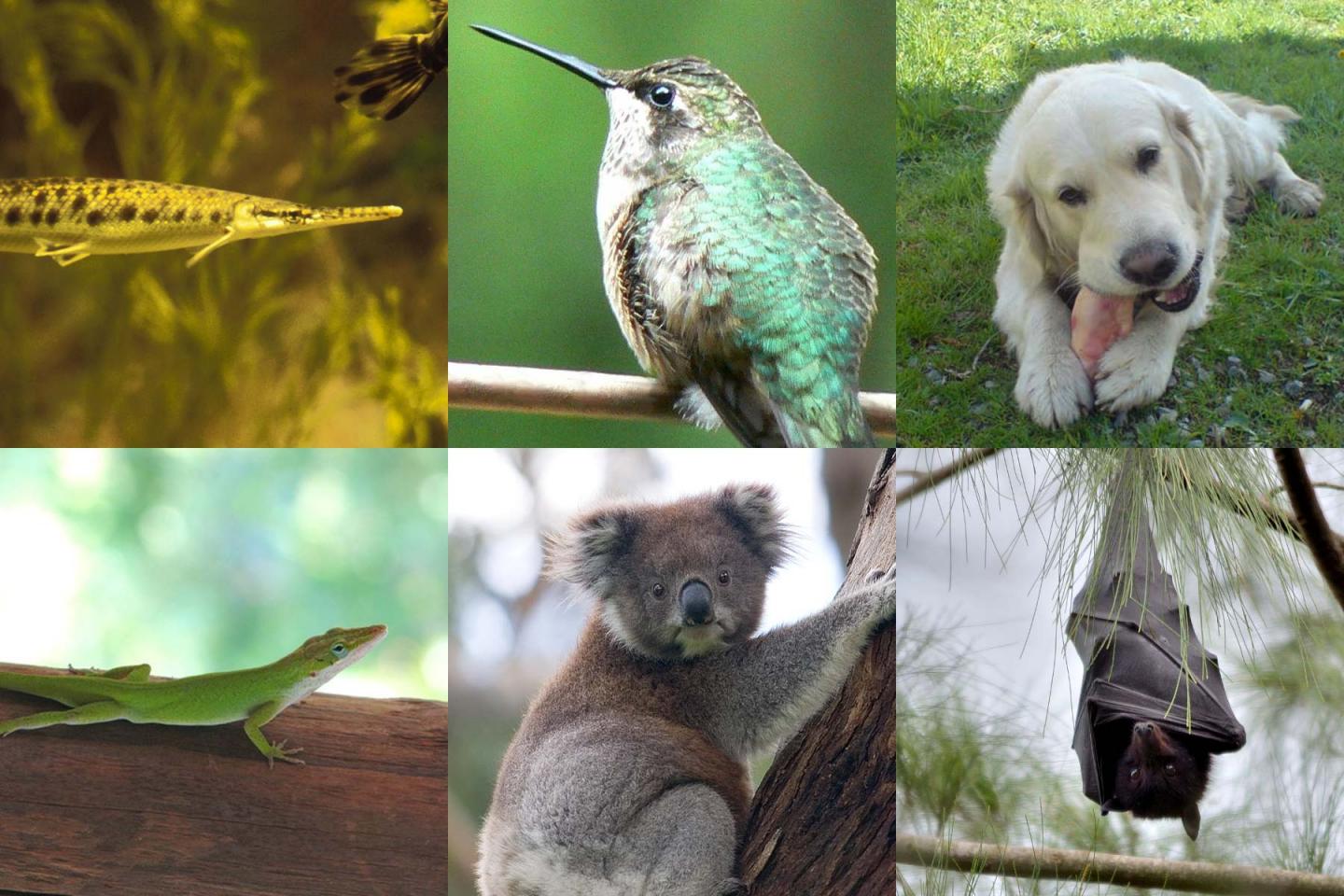 Genome 10K -- Vertebrate 'genomic Zoo' to Help Protect Our Planet