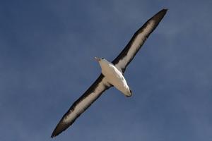 Albatross