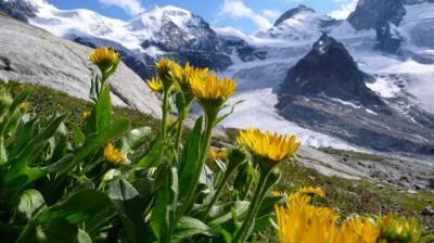 Leopard's Bane (<i>Doronicum clusii</i>)
