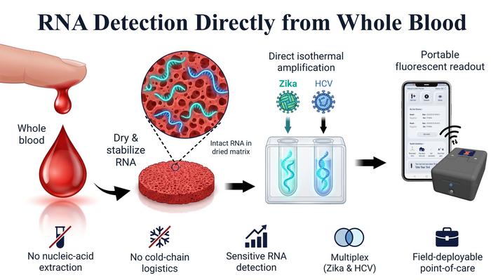 Point of care testing protocol for RNA viruses