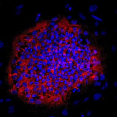 A Colony of Haploid Embryonic Stem Cells
