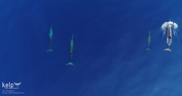 Sowerby’s beaked whales