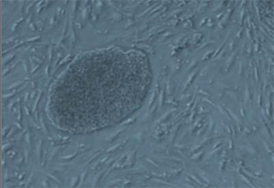 Microscopic Image Mouse Embryonic Stem Cell Lab