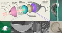 Structure of EC Eye