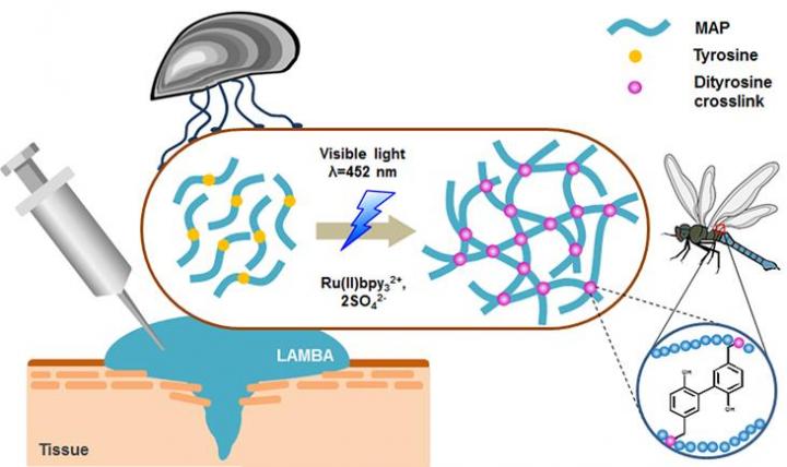 Mussel Adhesive Protein-Based Bioadhesive