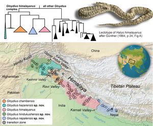 Phylogeny and distribution of five pit viper species in the Himalaya and Hindu Kush