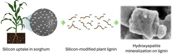 Plant-based matrix for bone apatite biomineralization