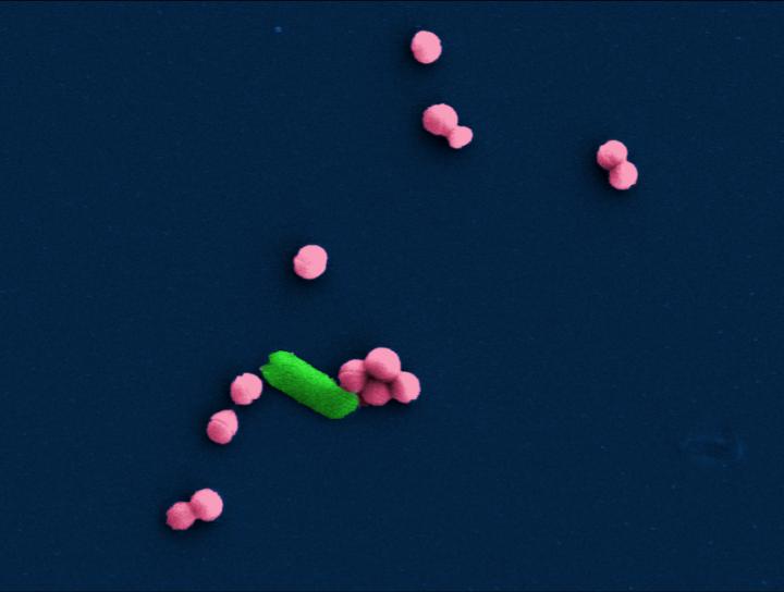 Bacteria