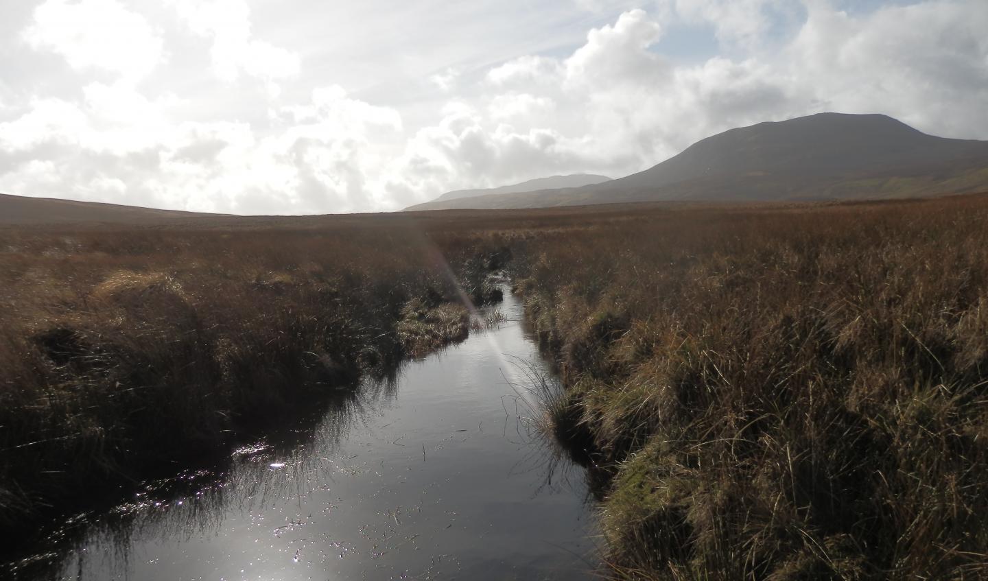 Recovering blanket bog in Snowdonia