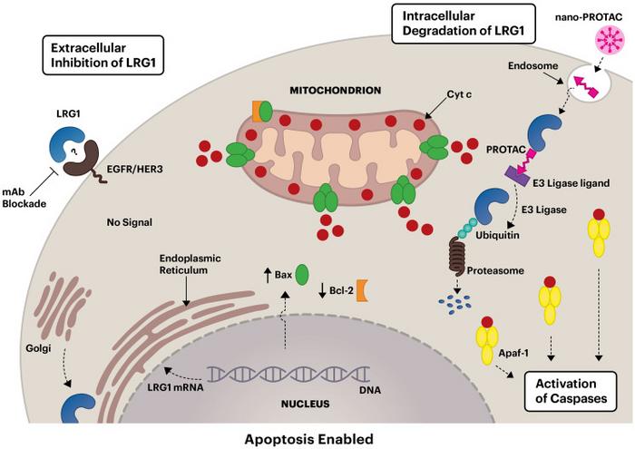Targeting leucine-rich alpha-2-glycoprotein-1 (LRG1) and the LRG1-cytochrome c-Apaf-1 axis in cancer therapy