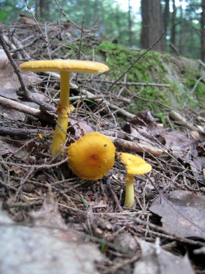 Amanita Mushroom