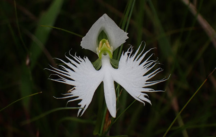 図1. サギソウ（Habenaria radiata）