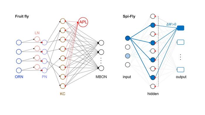 Scheme of Spi-Fly vs real fly olfactory system