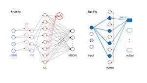 Scheme of Spi-Fly vs real fly olfactory system