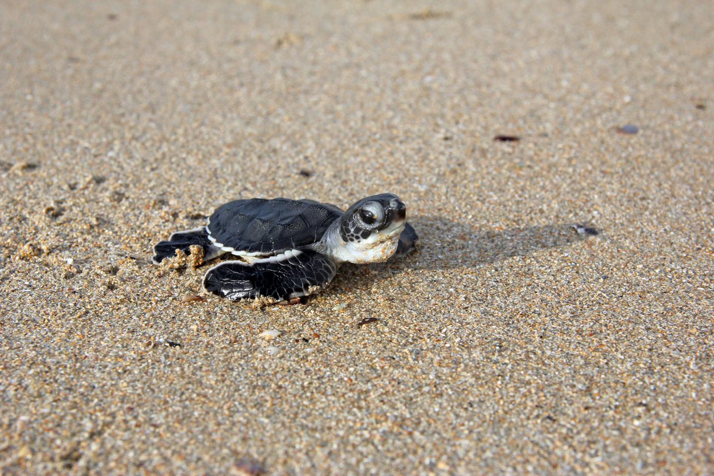 Green Turtle Hatchling (1 of 2)