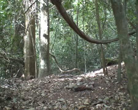 Chimpanzee Has Constructed Tool to Investigate a Camera