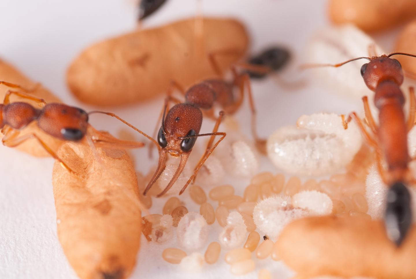 'Princess Pheromone' Singles out Larvae Who May Become Queens