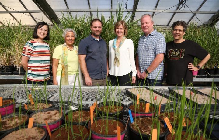Plants 3D Leaders