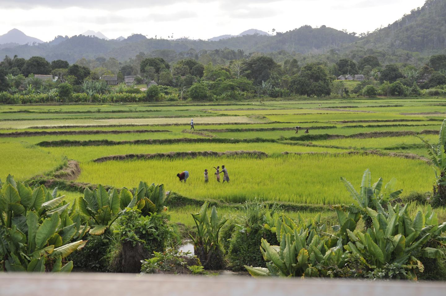 In Madagascar, Farms Have Replaced Forests