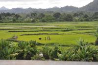 In Madagascar, Farms Have Replaced Forests