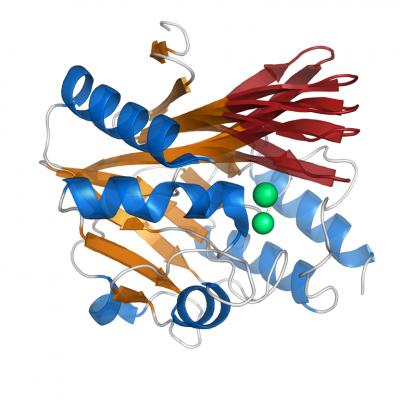 Beta-lactamase