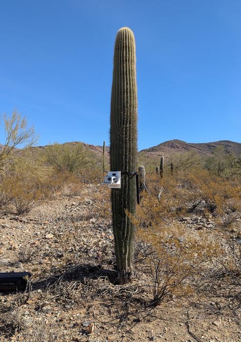 saguaro with seismometer