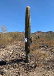 saguaro with seismometer