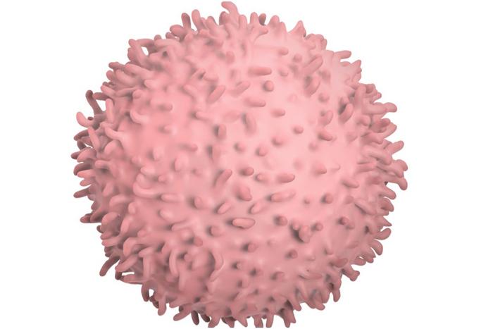 Fragments of digested protein