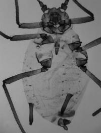 Aphid