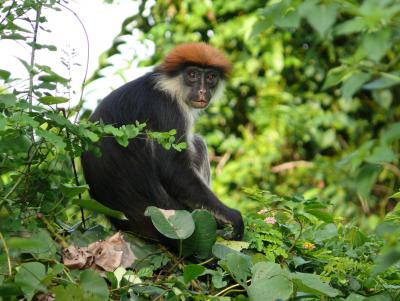 Udzungwa Red Colobus Monkey