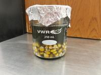 Inocculated corn