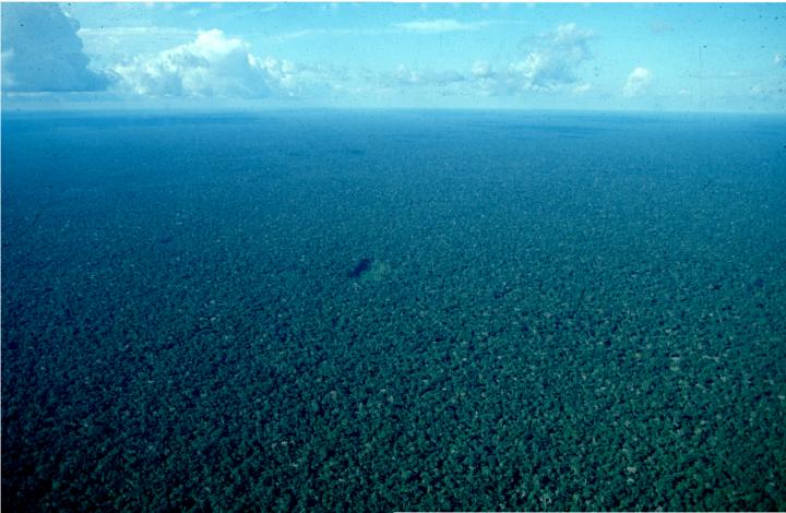 The Amazon