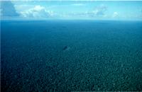 The Amazon