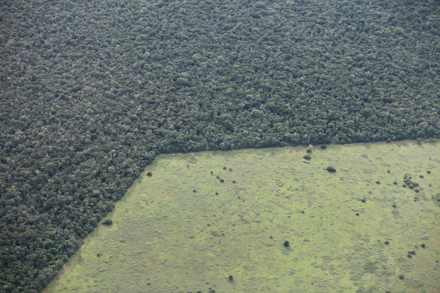 Human-driven Extinction of World's Primates Imminent but Preventable ...