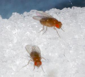 Drosophila in sugar