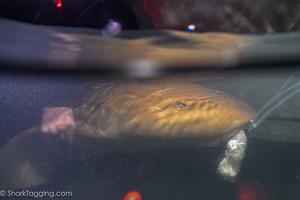 Urban light pollution alters nighttime hormones in sharks, study shows