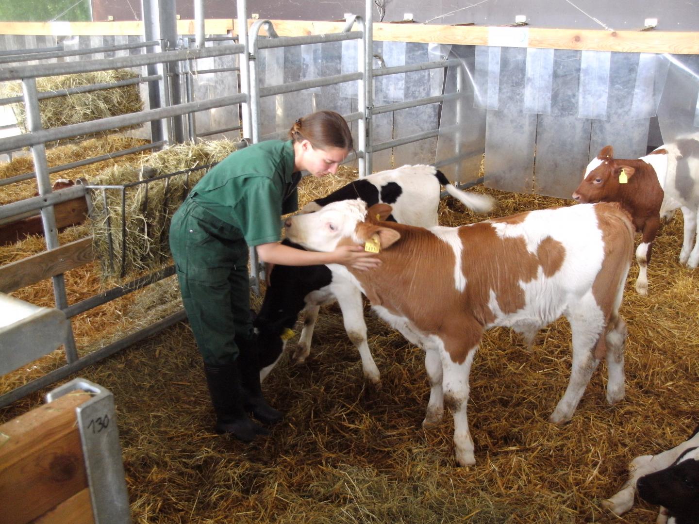 Stroking a Calf