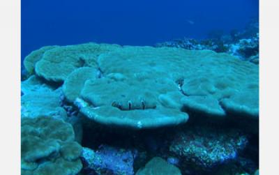 New Window Opens on the Secret Life of Microbes