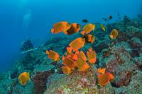Diver Survey