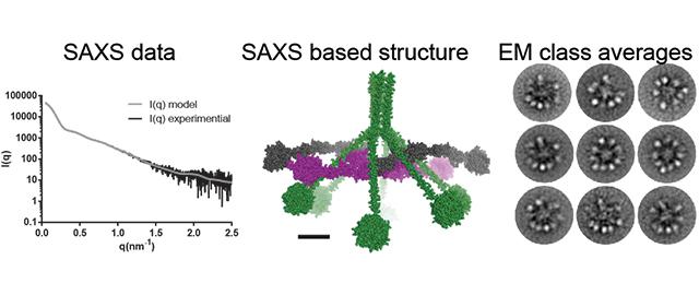 The Structure of C1 Investigated by Two Different Techniques